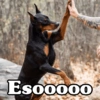 Peyitos Bonitos❤️🐕🥈 27