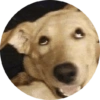 Memes de animais 4 9