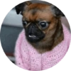Memes de animais 4 6