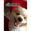 Thor o spitz 7