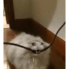 Sad Cats 22