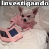 Peyitos Bonitos❤️🐕🥈 17