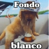 Peyitos Bonitos❤️🐕🥈 10