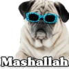 Funny PUG 7