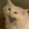 😽Animalitos Anti-depresivos 2 20