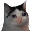 Sad Cats 16