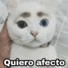 Quiero afecto