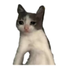 Sad Cats 13
