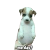 Perrito panzon 5