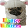 Funny PUG 8