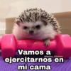 Vamos a ejercitarnos en mi cama