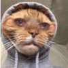 Shitpost 3 10