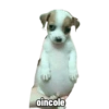 Perrito panzon 7