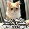 Se perdió mí cama ¿Puedo dormir contigo?