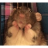 ANIMALzinhos 5