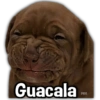 Guacala PAYI