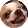 Memes de animais 4 17