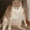 ❤️Gatos Cura depresión😮‍💨😾 11