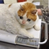 Gatos triste 8
