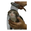 Sad Cats 18