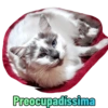 Memel, a Gata 9