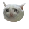 Sad Cats 30