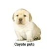 Cayate puta