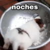 noches