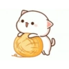 Kitten 16