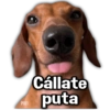 PAYI Cállate puta