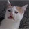 ✨Gatos Cura Depresión 5😻❤️ 7