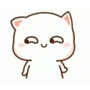 Kitten 6