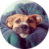 Memes de animais 4 30