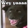 Peyitos Bonitos❤️🐕🥈 13