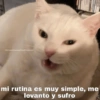 😽Animalitos Anti-depresivos 2 5