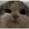 ❤️Gatos Cura depresión😮‍💨😾 6