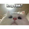 Randoman kucing stress 6