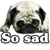 Funny PUG 10