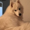 Memes de perritos🐶 10