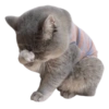 Gatos sad 2 6