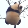 Pandas or yanans? 9