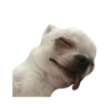 Chihuahuas 5