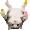 Cat Rulez 26