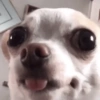 🐶Perritos Reacciones🐶 14