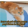 Stiker kucing imut  14