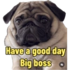 Pug Dogs 9