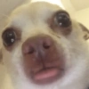 🐶Perritos Reacciones🐶 19