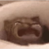 Gatitos 13