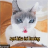 Stiker kucing imut  7