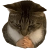 Cat vibs 8